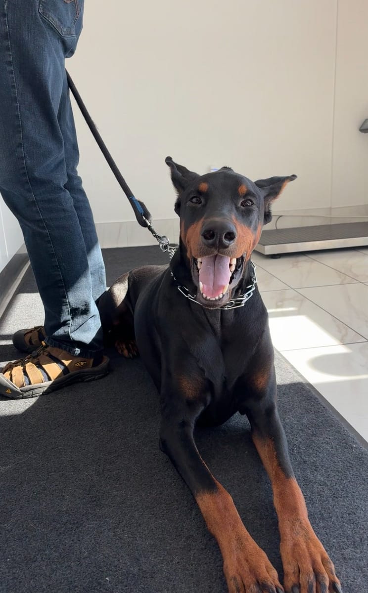 A Doberman waiting on a lead just inside the hospital's front door