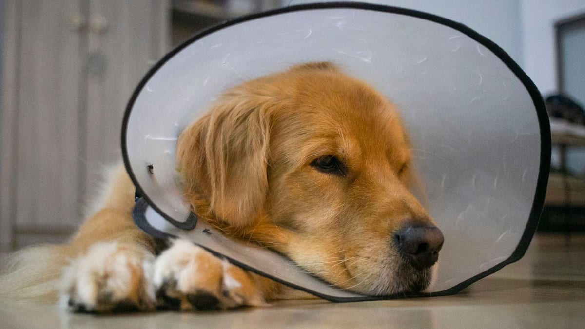 A golden retriever resting in a recovery collar