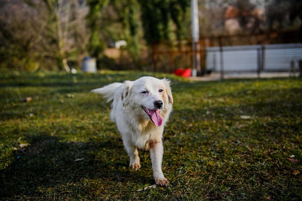 A dog trotting across grass in a fenced back garden
