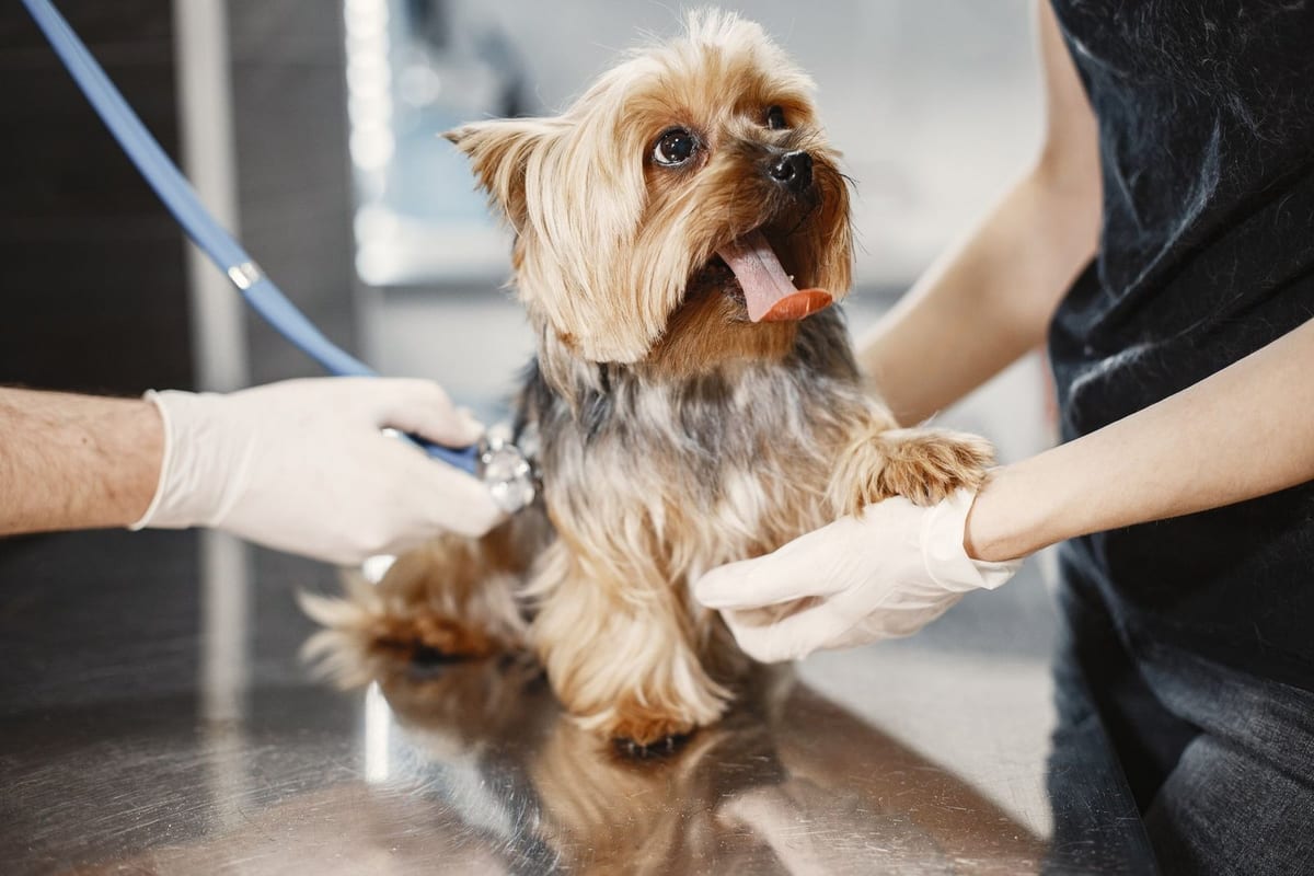 A small terrier being examined with a stethoscope on the exam table
